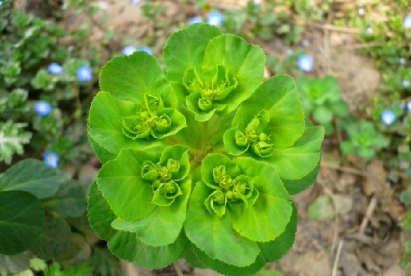 这种草名叫五朵云,别以为它只是好看,其实它最大功效是治疗肺病