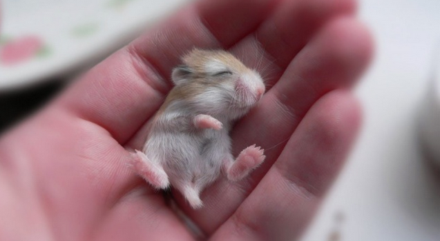 仓鼠宝宝,只有一根拇指大小,眼睛都没睁开,短短的毛实在是太可爱了