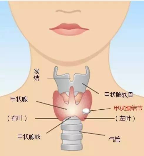 我找医生主动要求检查甲状腺问题