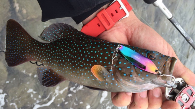 这个我还是认识的,小旗鱼,长得有点像秋刀鱼,如果背鳍不看的话.