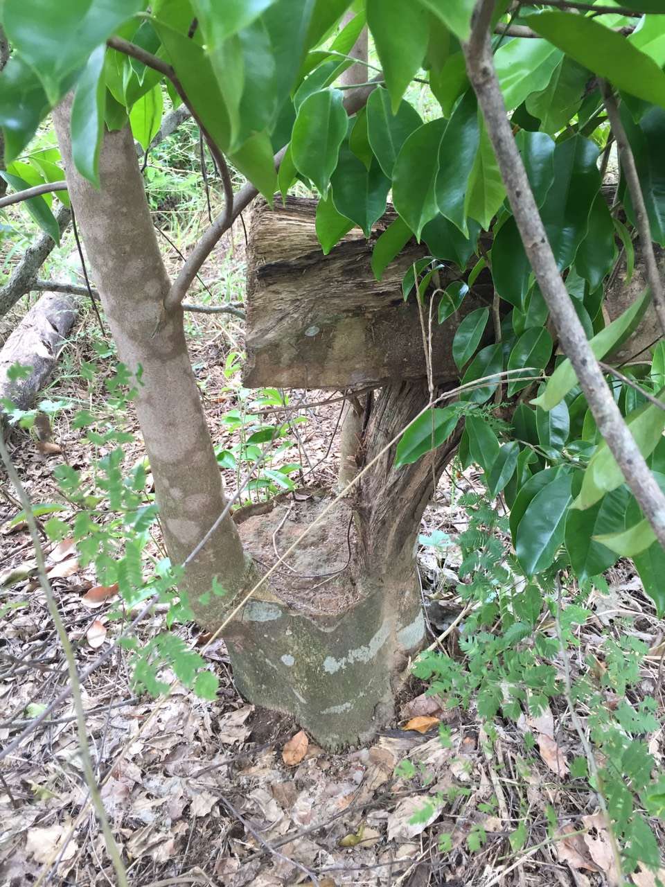 上山采香啦!下面这些沉香树的结香中,你知道是哪种沉香吗?