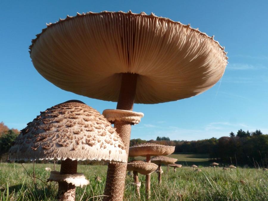 这种巨型蘑菇采一个估计能吃半个月