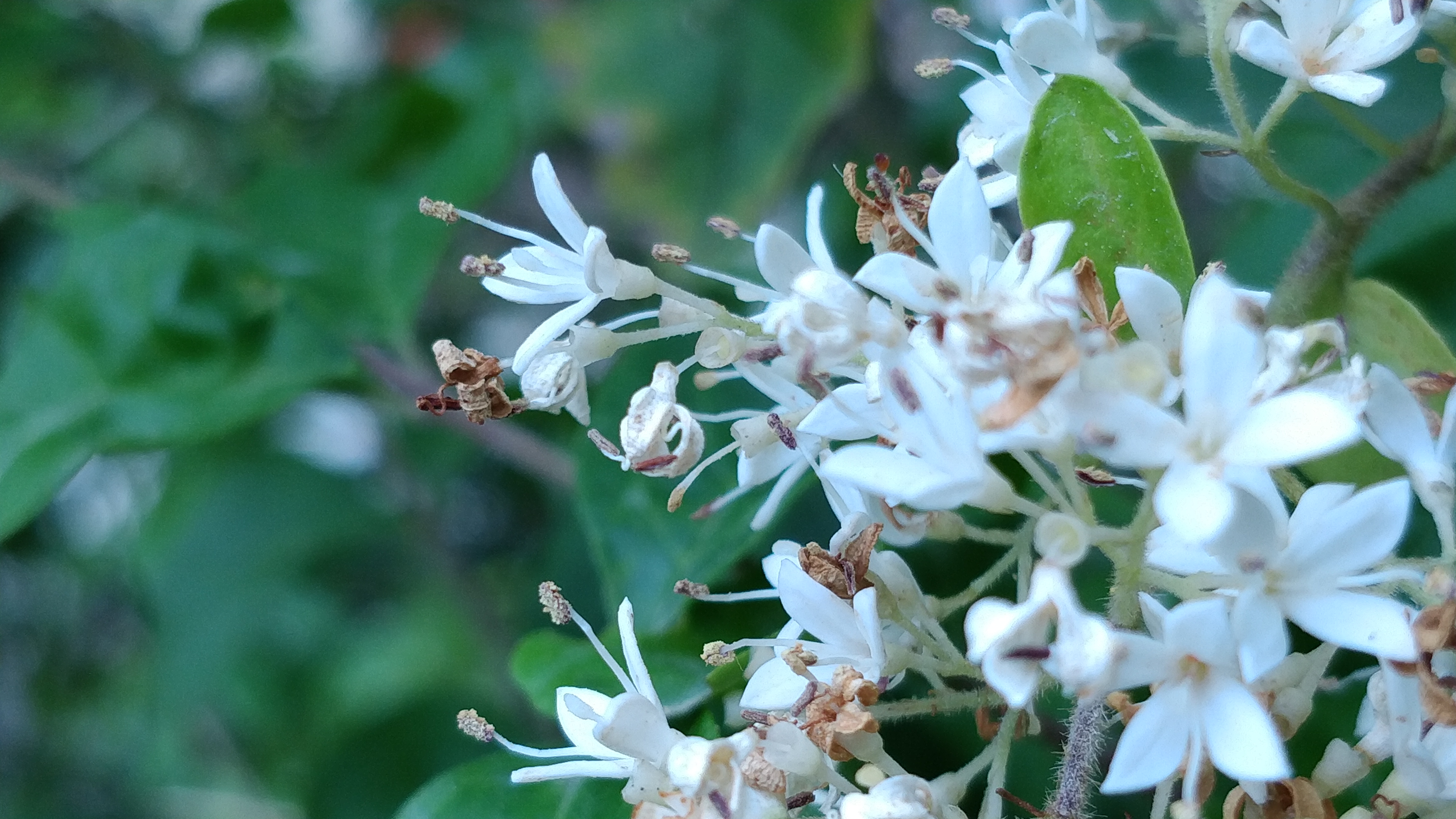 家门口的这棵树开出了好看的小白花,香气扑鼻,你认识这种花吗?