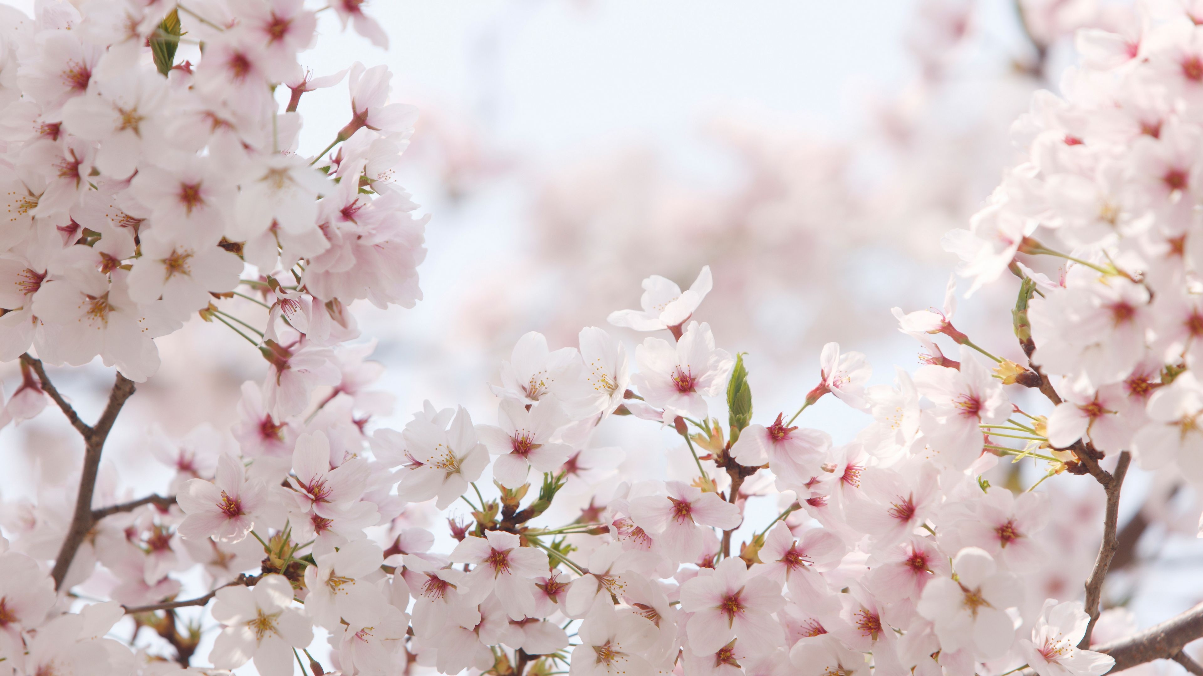 4k高清樱花唯美写真,每当微风吹过,烂漫花瓣随风飘落像仙境一般!