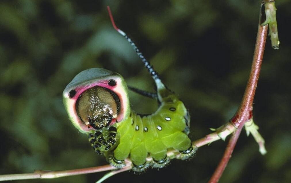 粗毛蛾毛虫,和同类一起,摆出一个奇特的形状,看起来就像一个整体,这是