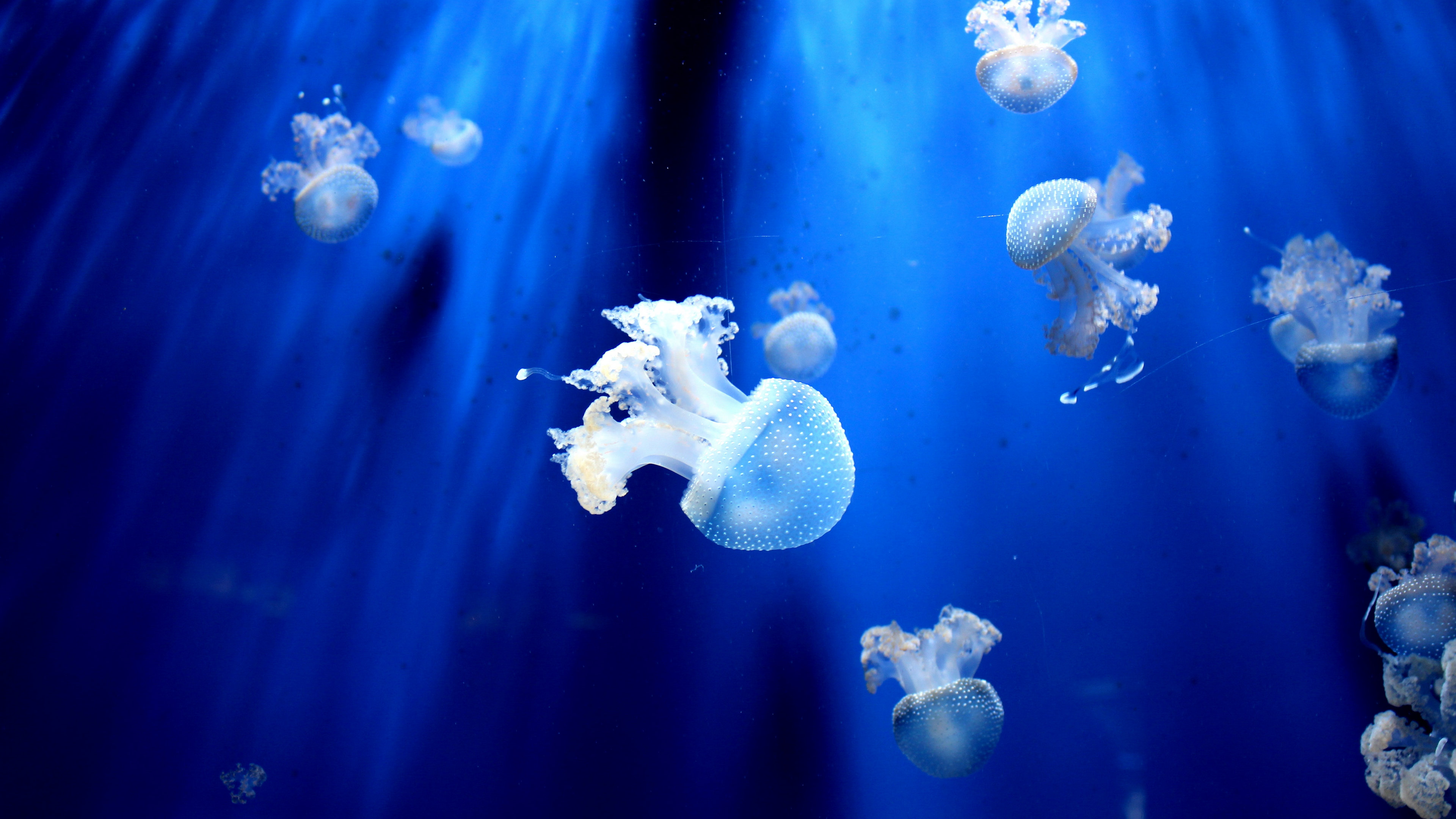 海底色彩斑斓的水母,形态各异,美轮美奂!