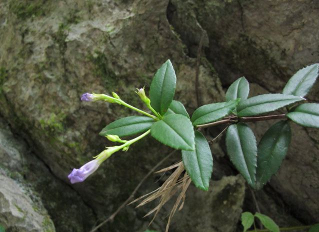 农村山上的一种植物,它是纯天然草药可治疗腰痛