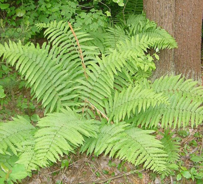 我的孤独是一座花园——西洋薇,长春花