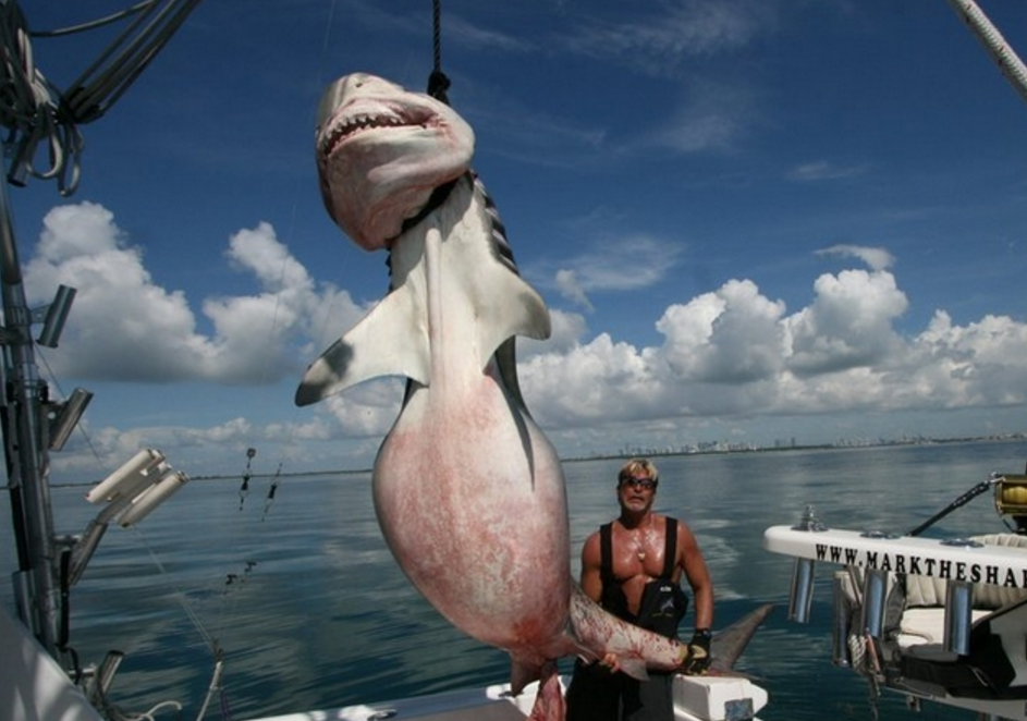 直击全球9大"巨鱼",一辈子难见一回