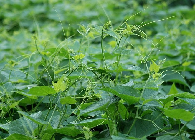 龙须菜在北方比较常见,是一种营养成分比较均衡的蔬菜,素食者不妨多多