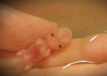胎儿八周有多大图片图片