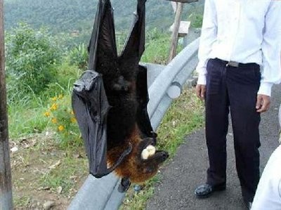 巨型蝙蝠王有多大图片