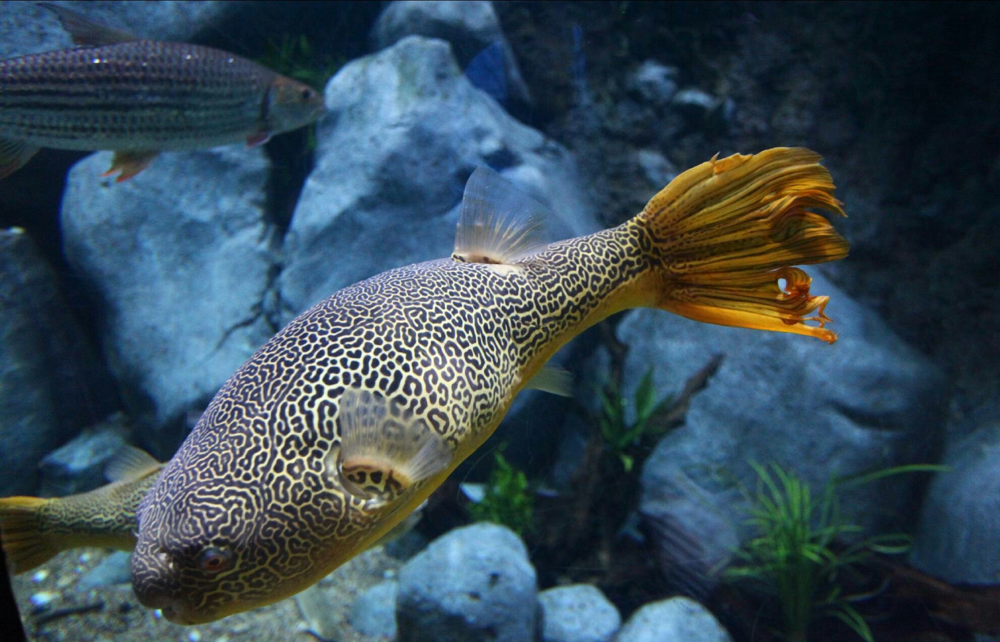 游弋在五彩的珊瑚丛中的鱼儿