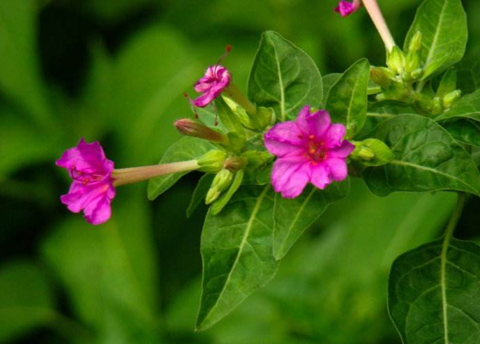 "夜饭花"不仅有紫色的,还有白色,黄色的,但是一般紫色的是最常见的.