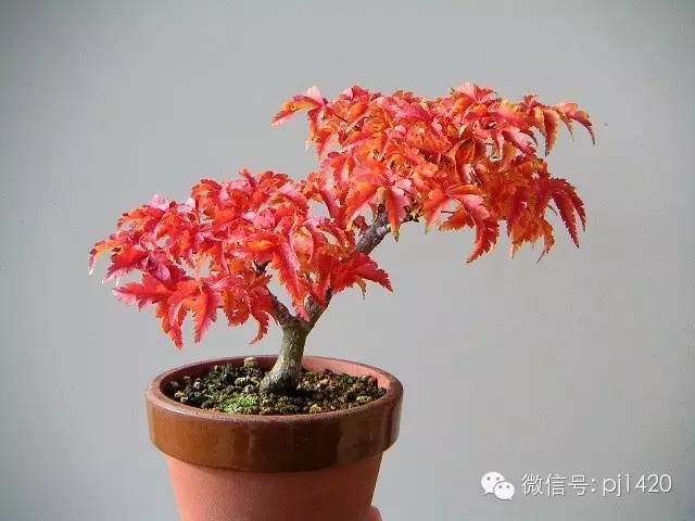 獅子頭(紅葉)