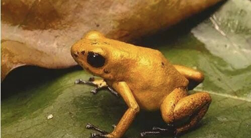 功夫里面的蛤蟆功是真的,原来还真的有气蛤蟆,好可爱!