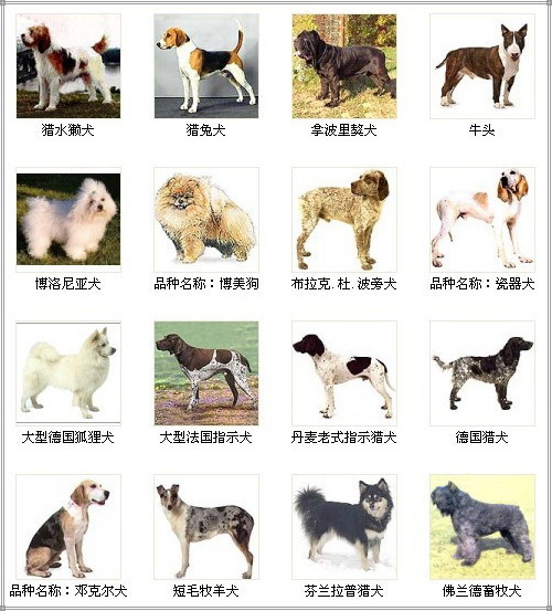 狗的品种 大型名字图片