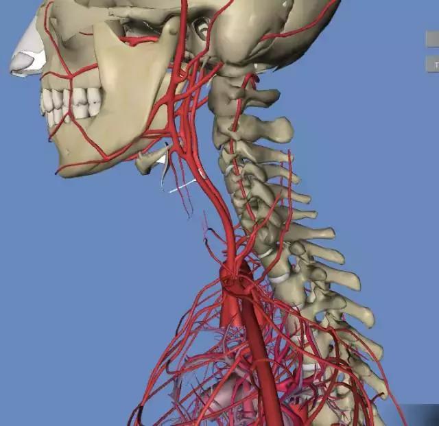 超清3d血管解剖图集