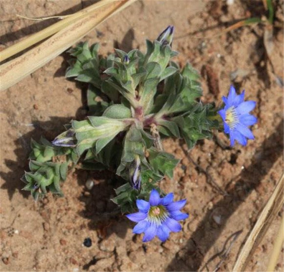 龙胆草它的根茎通常呈现平卧或者直立状态,枝有黄绿色,紫红色两种.