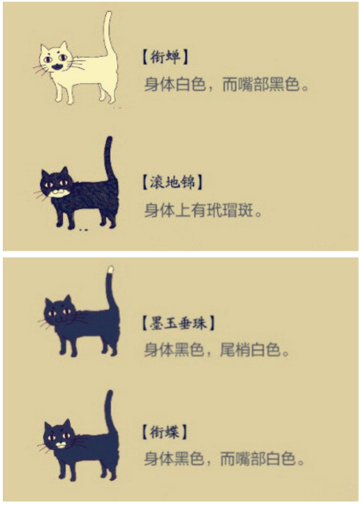 猫怎样才算麒麟尾图片