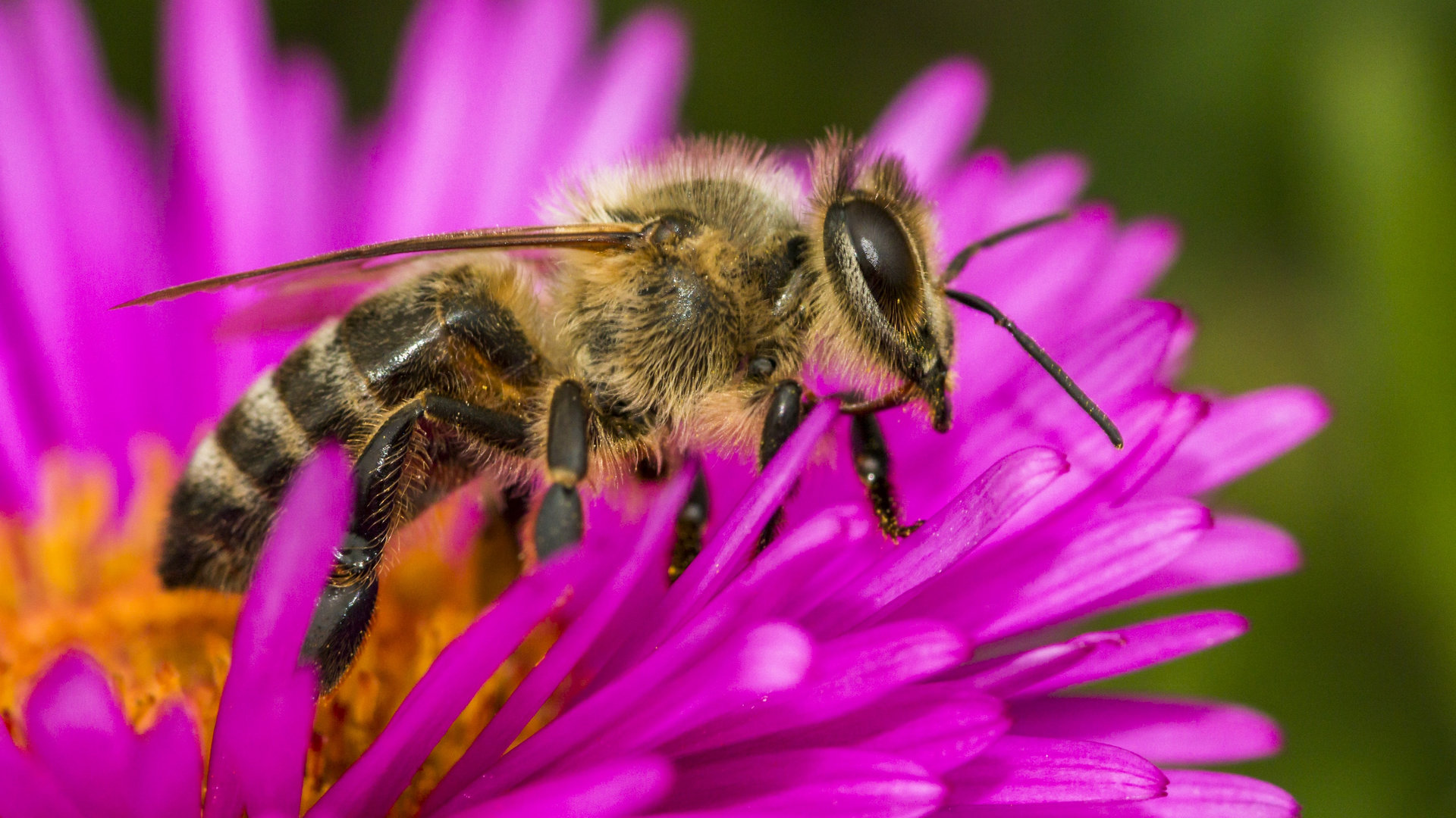 实拍采花蜜的小蜜蜂,原来它们每天也需要搬砖