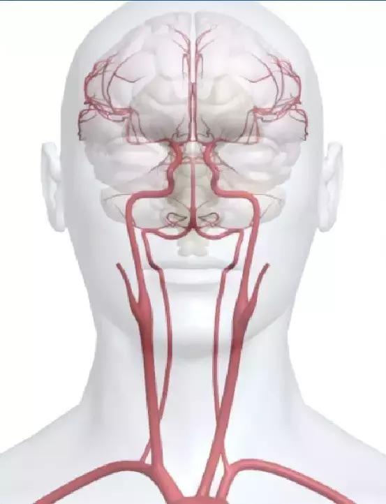 超清3d血管解剖图集