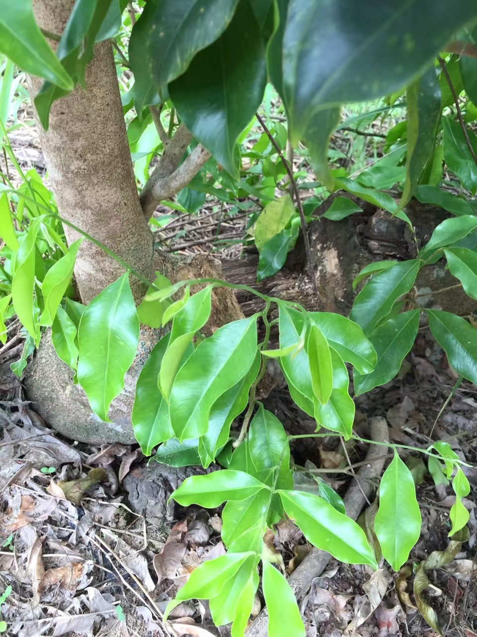 上山采香啦!下面这些沉香树的结香中,你知道是哪种沉香吗?