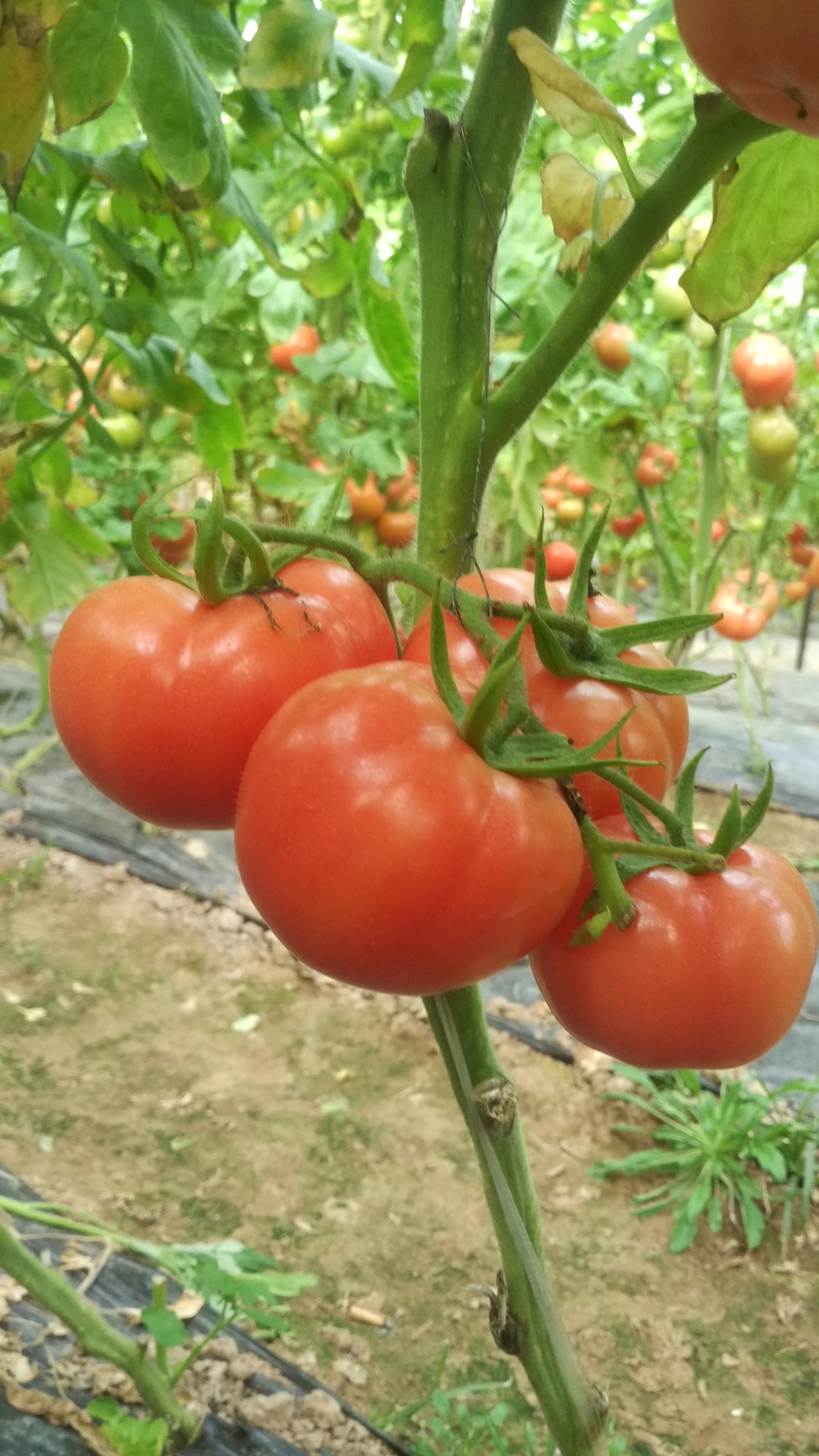 温室大棚的西红柿,今年行情惨淡,菜农入不敷出啊!