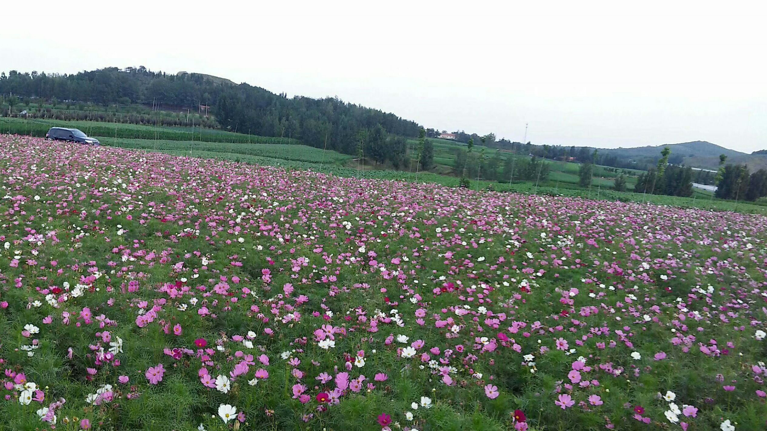 菏·牡丹区安陵集村