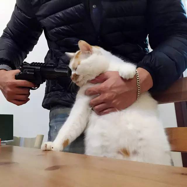 猫咪拿枪的情侣头像图片