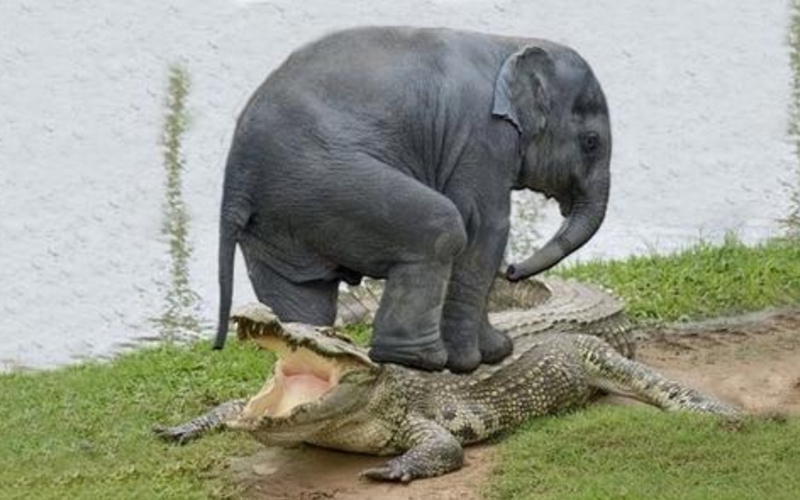 它才是陆地真正猛兽之王,狂虐犀牛,大战鳄鱼,秒杀所有大型动物