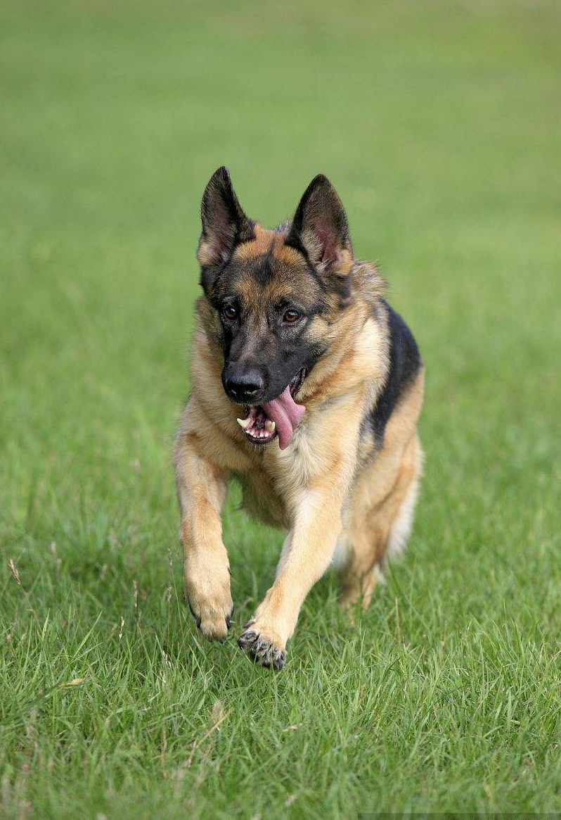 这个犬种世界分布最广,在中国一般都叫它狼狗,是小时候最怕的狗