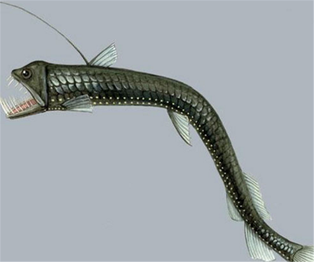 毒蛇鱼 毒蛇鱼是一种生活在深海里的鱼,曾在5000英