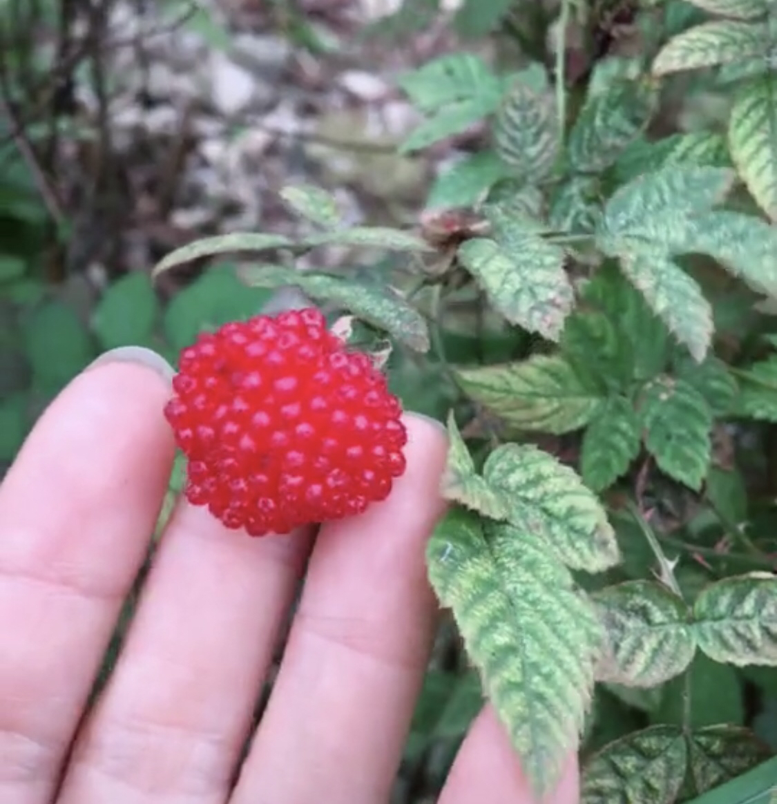 农村小姑娘采摘"刺泡儿",学名野草莓,8090后都吃过