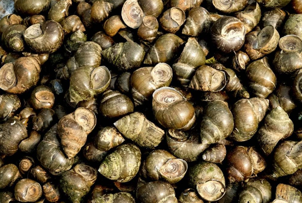 田螺算是农村的一种野味儿了,它一年四季都有,但不是一年四季都可以吃