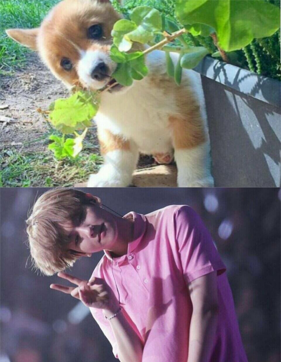 小可爱边伯贤和软萌的柯基更配哦,伯贤真的是超级萌哪!