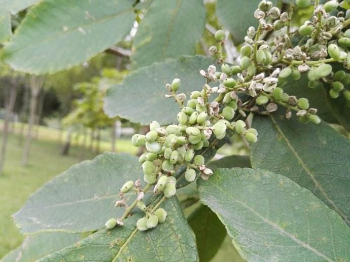 每年秋天的时候,树上就会结满一串串的小果实,果实的表面附上了一层薄