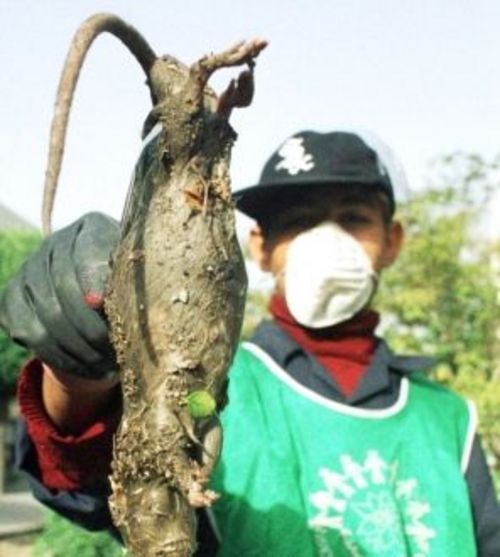 日本福岛核泄漏至动植物变异 老鼠竟比猫咪大