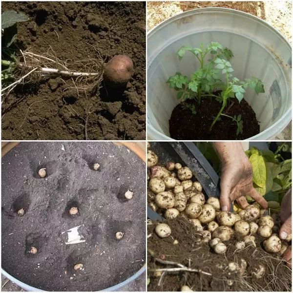 栽种土豆需要一个较高的容器,下面就是用一下木板制作的栅栏类型的木