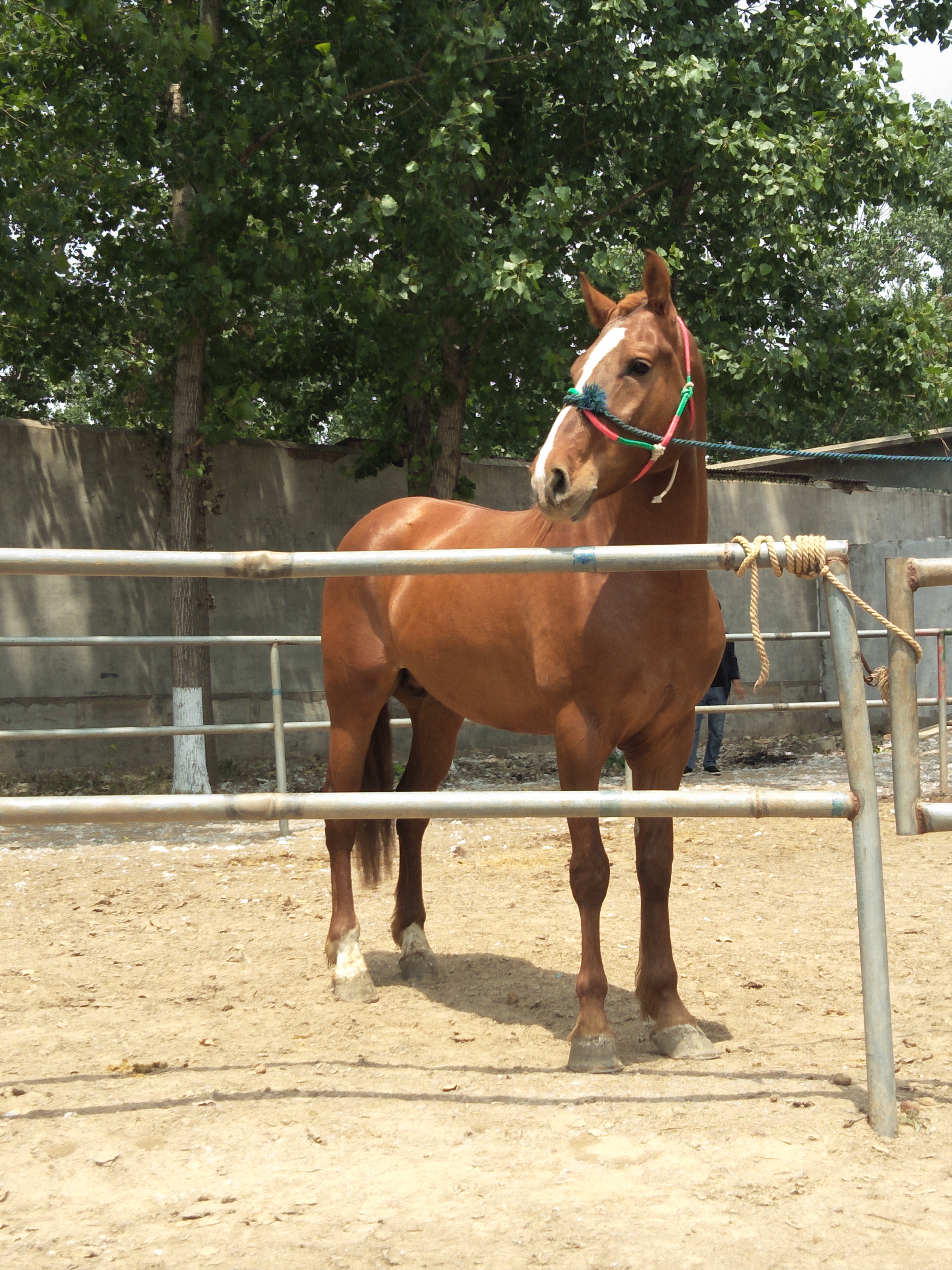 漂亮的国产改良马