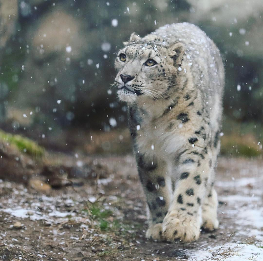 雪豹是豹中最萌的吧,腿短毛密尾巴肥