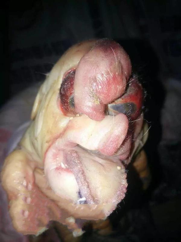 母猪产木乃伊胎图片
