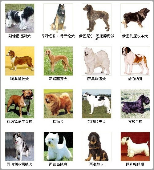 大型犬品种大全名称图片