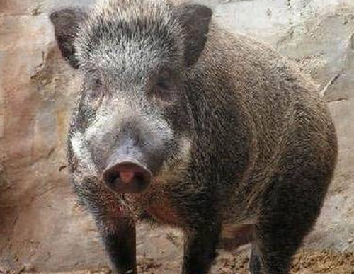 日本野猪受核污染变异