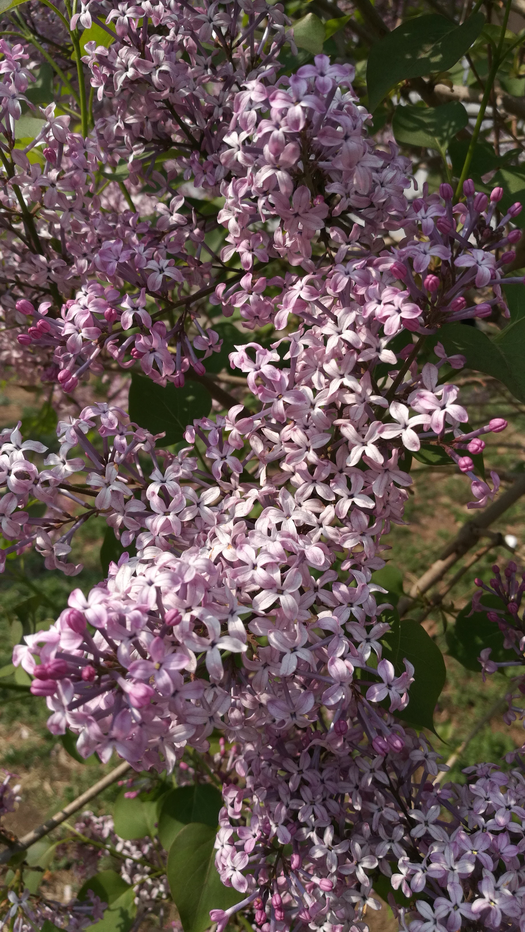 七瓣丁香花图片