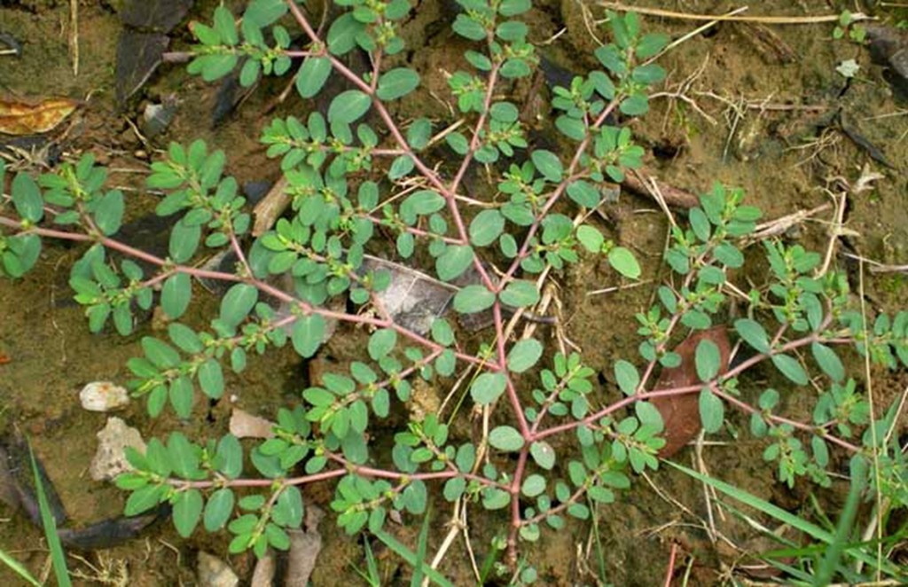 地锦草的茎秆呈现出紫红色,叶片圆润光滑,有点像是马齿苋一样