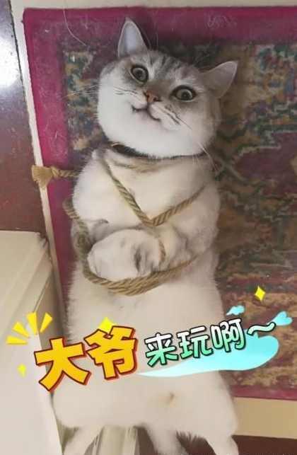 主人将闯祸的猫咪五花大绑给教训