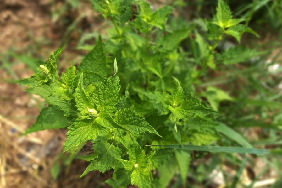 藿香的嫩茎叶可以食用,其嫩茎叶为野味之佳品.可凉拌,炒食,炸食