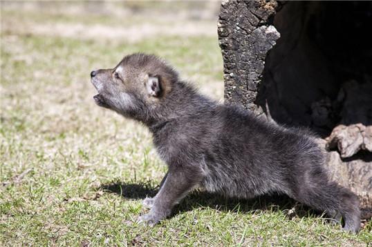 刚出生的小狼崽子图片图片
