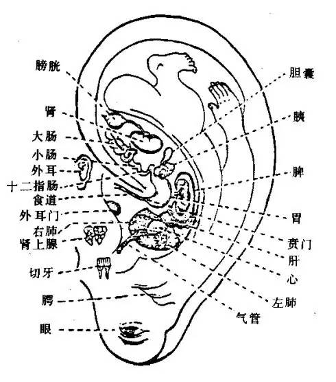 耳朵上的健康秘密你知道吗?